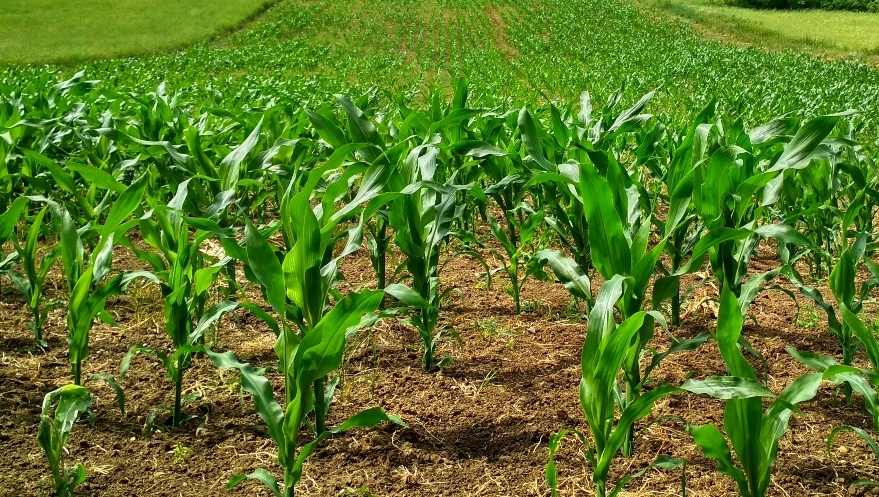 agricoltura